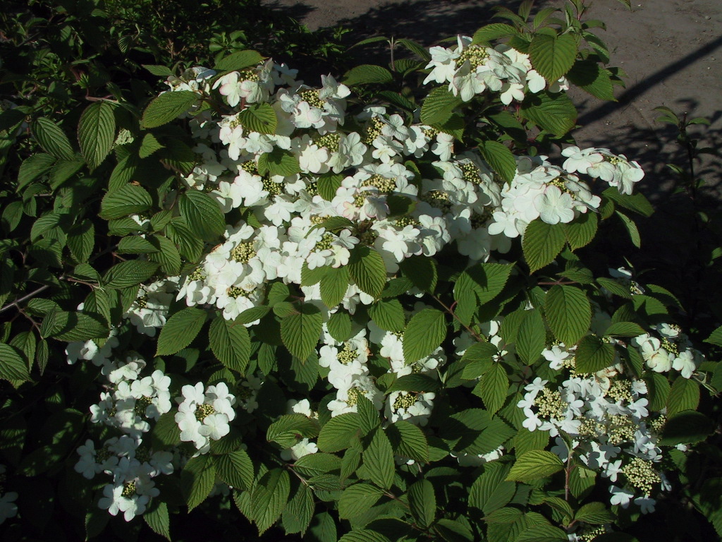 Viburnum plicatum 04.jpg